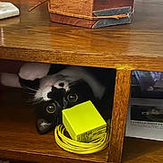 Tita is registered to the contest to win money with this photo: animal, black_and_white, box, carpet, cat, cozy, cubby, curious, eyes, furniture, home, indoor, patterned_rug, peeking, pet, playful, shelter, whiskers, wooden_table, yellow_charger