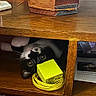 animal, black_and_white, box, carpet, cat, cozy, cubby, curious, eyes, furniture, home, indoor, patterned_rug, peeking, pet, playful, shelter, whiskers, wooden_table, yellow_charger