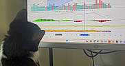 Tita is registered to the contest to win money with this photo: animal, black_and_white, cable, cat, chair, computer_monitor, curious, data, desk, electronics, feline, finance, home_office, indoor, investment, pet, power_strip, screen, stock_chart, technology