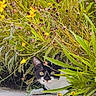 Tita is registered to the contest to win money with this photo: animal, black_and_white_cat, cat, close_up, curious, eyes, flowers, foliage, grass, green_leaves, ground, hiding, nature, outdoor, pet, plants, sunlight, whiskers, wildlife, yellow_flowers