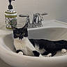 Tita is registered to the contest to win money with this photo: animal, bathroom, black_and_white, cat, chrome, clean, curious, decor, domestic, faucet, feline, household, indoor, pet, relaxed, sink, soap_dispenser, still_life, white, wide_eyes