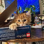 cat, kitten, orange_cat, lego, harry_potter, box, table, paw, toy, indoor, television, plant, background, wood, furniture, curious, pet, animal, living_room, cozy
