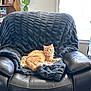 cat, orange_cat, chair, blanket, leather_chair, indoor, window, plant, photograph, shelf, cozy, furniture, pet, fur, cushion, relaxing, domestic, animal, portrait, living_room