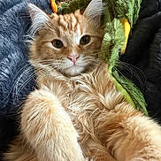 Finn joined the competition — help win amazing prizes! cat, orange_tabby, fluffy_fur, whiskers, green_plush_toy, blanket, furry, pet, animal, cute, relaxed, indoor, cozy, soft_texture, closeup, portrait, laying_down, curious, domestic_cat, feline