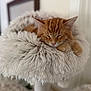 kitten, orange_cat, sleeping, cozy, plush_bed, fluffy, pet, indoor, cute, feline, relaxed, paw, fur, animal, domestic_cat, resting, soft, comfort, closeup, home