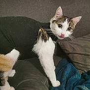 Mallow a rejoint le concours — aidez-le/la à gagner de superbes lots ! cat, pet, animal, feline, indoor, couch, blanket, curious, white_fur, black_outfit, tabby_markings, whiskers, ears, paws, fur, home, cozy, looking, cute, domestic