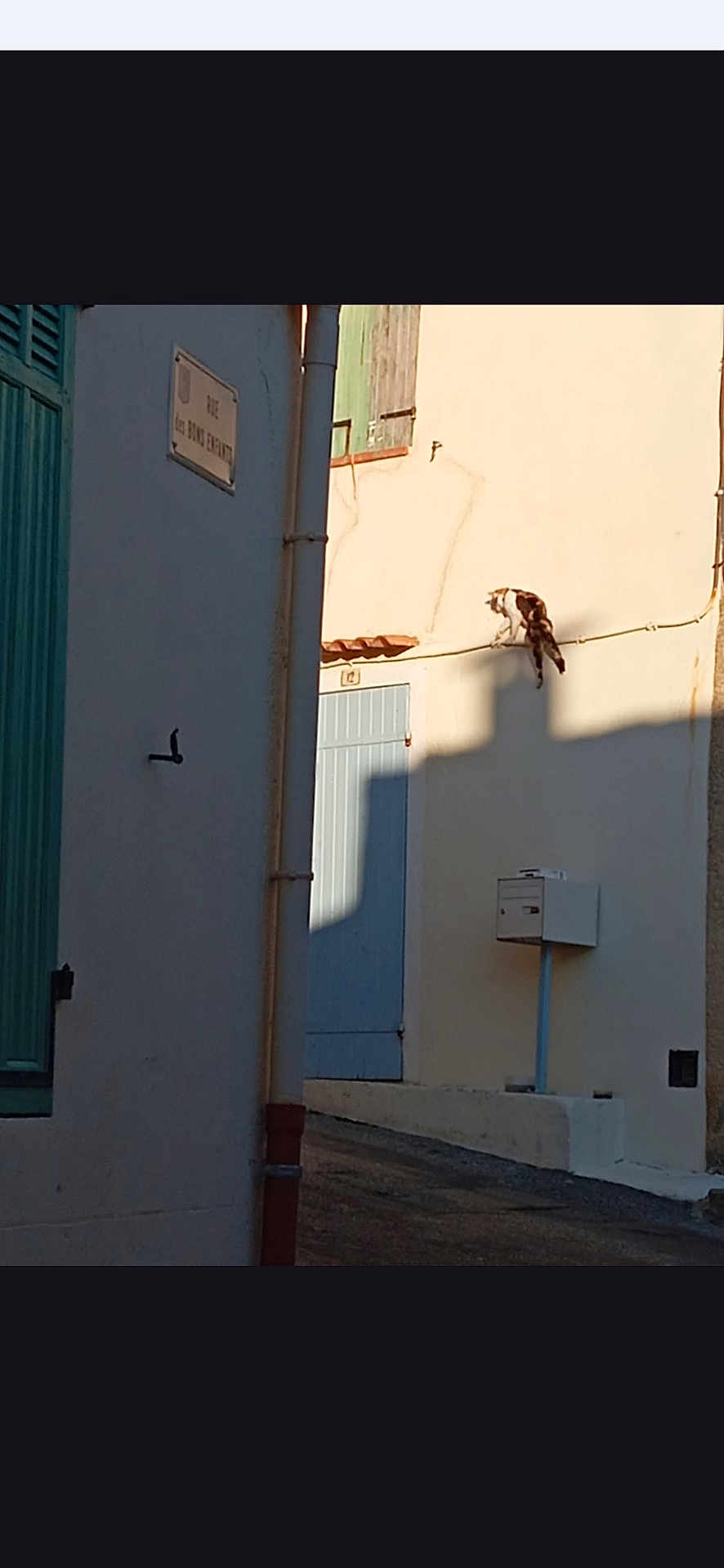Mallow participe au concours pour gagner de l'argent avec cette photo : cat, wire, shadow, building, door, mailbox, street, sunlight, wall, window, urban, outdoor, daytime, quiet, architecture, animal, pet, perched, narrow, calm