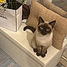cat, siamese_cat, blue_eyes, pet, animal, sitting, indoors, ottoman, cushion, mirror, flowers, bouquet, shopping_bag, furniture, home_decor, cream_color, brown, portrait, flooring, cozy