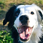 Urion a rejoint le concours — aidez-le/la à gagner de superbes lots ! animal, black_and_white, canine, close_up, dog, ears, excited, friendly, fur, grass, happy, mouth_open, nature, nose, outdoor, pet, playful, portrait, smiling, tongue_out