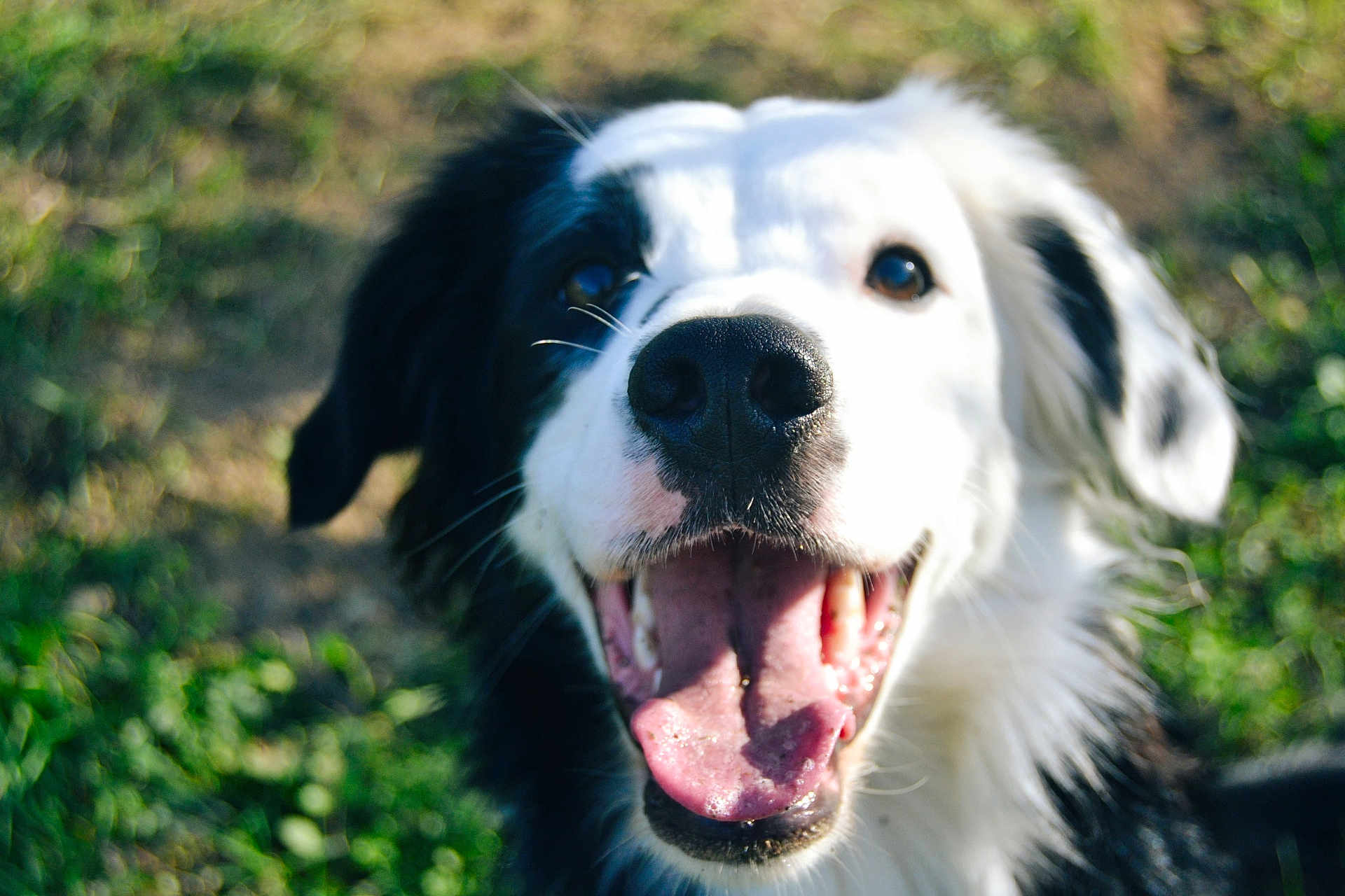 Urion a rejoint le concours — aidez-le/la à gagner de superbes lots ! animal, black_and_white, canine, close_up, dog, ears, excited, friendly, fur, grass, happy, mouth_open, nature, nose, outdoor, pet, playful, portrait, smiling, tongue_out