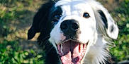 Urion a rejoint le concours — aidez-le/la à gagner de superbes lots ! animal, black_and_white, canine, close_up, dog, ears, excited, friendly, fur, grass, happy, mouth_open, nature, nose, outdoor, pet, playful, portrait, smiling, tongue_out