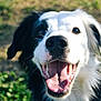 Urion a rejoint le concours — aidez-le/la à gagner de superbes lots ! animal, black_and_white, canine, close_up, dog, ears, excited, friendly, fur, grass, happy, mouth_open, nature, nose, outdoor, pet, playful, portrait, smiling, tongue_out