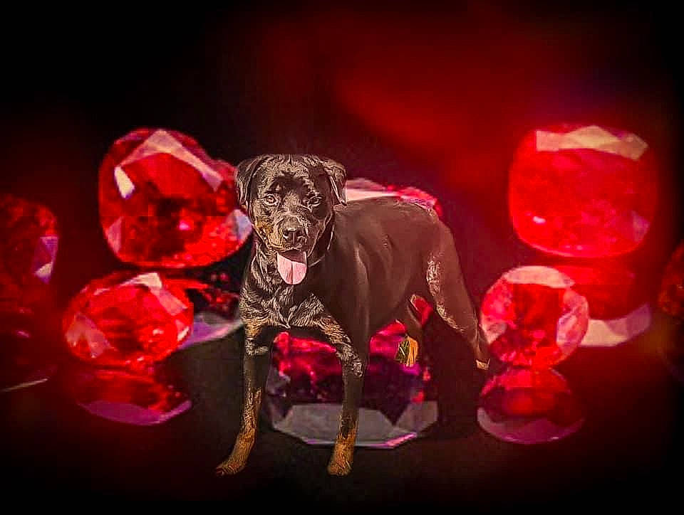 Ruby is registered to the contest to win money with this photo: action_figure, art, artist, carmine, darkness, entertainment, event, fictional_character, glass, macro_photography, magenta, music_venue, performance_art, performing_arts, petal, plant, skull, still_life_photography, teddy_bear, toy