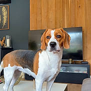 Taya a rejoint le concours — aidez-le/la à gagner de superbes lots ! alert, beagle, brown_white, coffee_table, curious, dog, ears, home_decor, indoor, living_room, paws, pet, portrait, sofa, standing, table, television, tricolor, wood_floor, wood_paneling