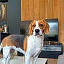 alert, beagle, brown_white, coffee_table, curious, dog, ears, home_decor, indoor, living_room, paws, pet, portrait, sofa, standing, table, television, tricolor, wood_floor, wood_paneling