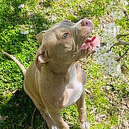 Kion is registered to the contest to win money with this photo: puppy, dog, outdoor, grass, flowers, nature, sunlight, playful, young, brown_fur, white_paws, branch, spring, animal, pet, cute, tongue, sniffing, active, greenery
