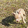 Kion is registered to the contest to win money with this photo: puppy, dog, grass, outdoor, animal, young, pet, canine, ears, brown, curious, walking, nature, sunlight, shadow, playful, fur, mammal, small, daytime