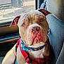 Kion is registered to the contest to win money with this photo: dog, pitbull, car, seat, harness, bandana, blue_bandana, red_harness, sunlight, window, pet, animal, cute, canine, portrait, indoor, seatbelt, looking_at_camera, closeup, ears