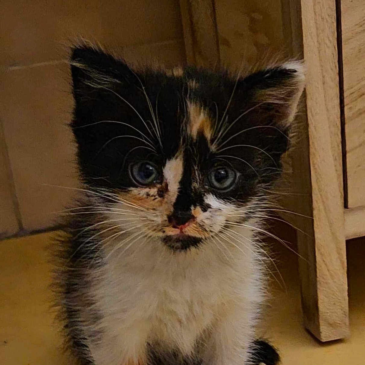 Chipie participe au concours pour gagner de l'argent avec cette photo : adorable, animal, baby_animal, calico, cat, closeup, curious, cute, feline, floor, fur, indoor, kitten, pet, portrait, sitting, small, whiskers, wooden_furniture, young