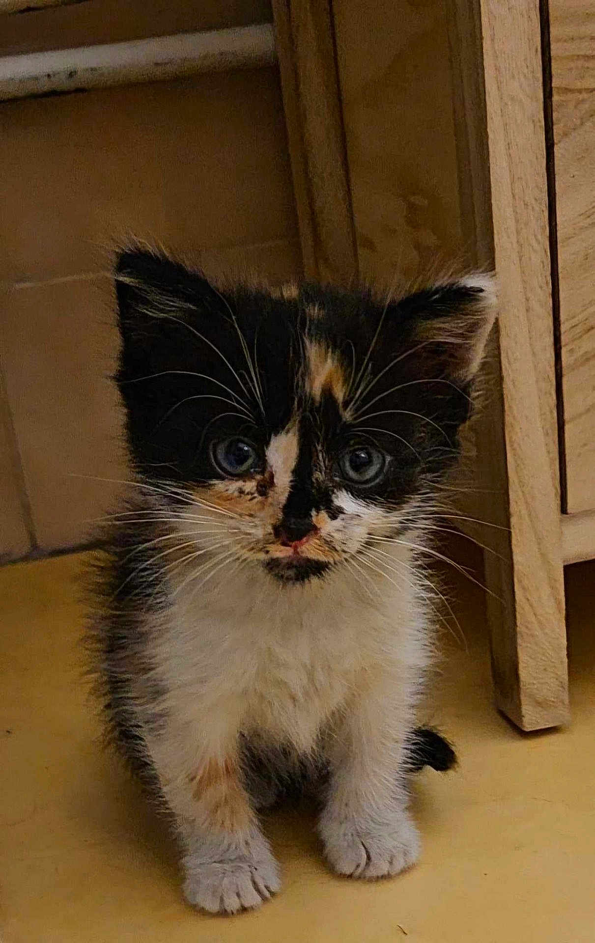 Chipie participe au concours pour gagner de l'argent avec cette photo : kitten, cat, calico, baby_animal, fur, whiskers, floor, wooden_furniture, curious, cute, small, pet, indoor, animal, young, sitting, adorable, feline, portrait, closeup