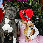 Chouquette participe au concours pour gagner de l'argent avec cette photo : dog, small_dog, large_dog, child, pink_dress, christmas_tree, holiday, festive, indoor, decorations, ornaments, tinsel, sitting, pet, cute, family, celebration, holiday_season, cozy, home