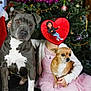 dog, small_dog, large_dog, child, pink_dress, christmas_tree, holiday, festive, indoor, decorations, ornaments, tinsel, sitting, pet, cute, family, celebration, holiday_season, cozy, home