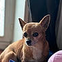 Chouquette a rejoint le concours — aidez-le/la à gagner de superbes lots ! dog, chihuahua, pet, animal, portrait, indoor, blanket, cozy, small_dog, fur, ears, cute, close_up, face, expression, light, shadow, window, resting, companion