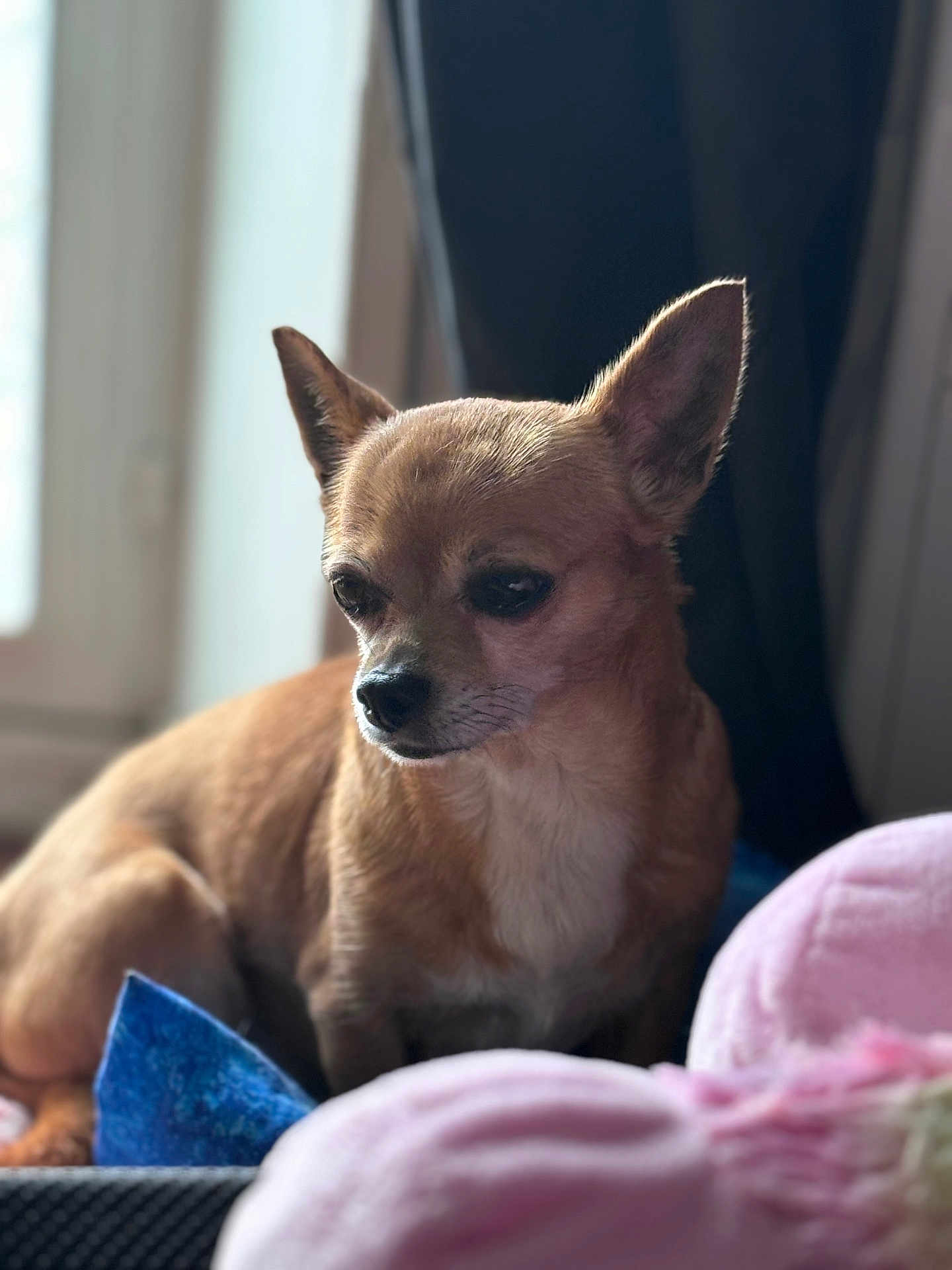 Chouquette participe au concours pour gagner de l'argent avec cette photo : dog, chihuahua, pet, brown, small_dog, indoors, blanket, bed, window, curtain, soft_light, cozy, animal, fur, ears, face, portrait, resting, cute, companion