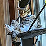 cat, tabby, pet, indoor, window, hammock, relaxed, feline, animal, fur, collar, whiskers, paw, tail, resting, domestic, sunlight, home, suction_cups, comfort