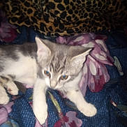 Gracie is registered to the contest to win money with this photo: kitten, cat, animal, pet, blanket, floral_pattern, leopard_print, fabric, indoor, cute, fur, whiskers, paws, resting, young, small, feline, cozy, domestic, sleepy