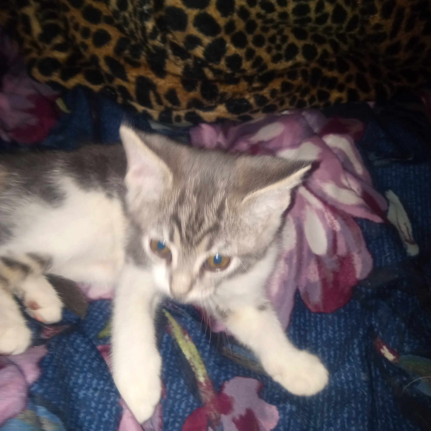 Gracie is registered to the contest to win money with this photo: animal, blanket, cat, cozy, cute, domestic, fabric, feline, floral_pattern, fur, indoor, kitten, leopard_print, paws, pet, resting, sleepy, small, whiskers, young