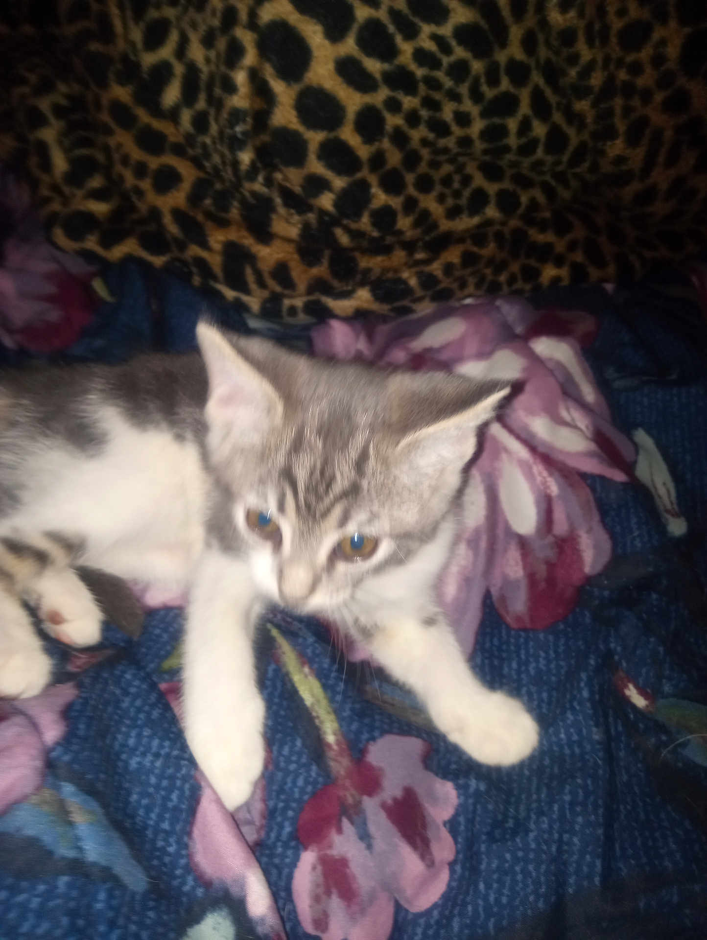 Gracie is registered to the contest to win money with this photo: kitten, cat, animal, pet, blanket, floral_pattern, leopard_print, fabric, indoor, cute, fur, whiskers, paws, resting, young, small, feline, cozy, domestic, sleepy