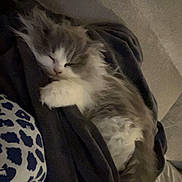 Austin a rejoint le concours — aidez-le/la à gagner de superbes lots ! cat, sleeping, fluffy, paw, whiskers, blanket, couch, indoor, cozy, fur, nap, domestic_cat, gray_and_white, closeup, portrait, textile, patterned_clothing, relaxed, furniture, low_light