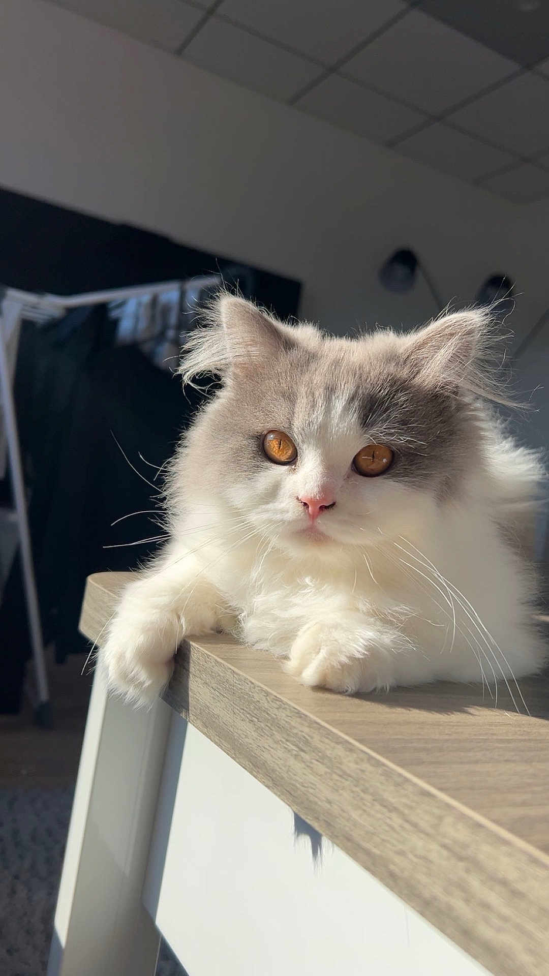 Austin a rejoint le concours — aidez-le/la à gagner de superbes lots ! cat, kitten, fluffy, longhair, amber_eyes, white_fur, gray_fur, whiskers, paw, table, sunlight, indoor, pet, portrait, closeup, relaxed, cute, furniture, cozy, sitting