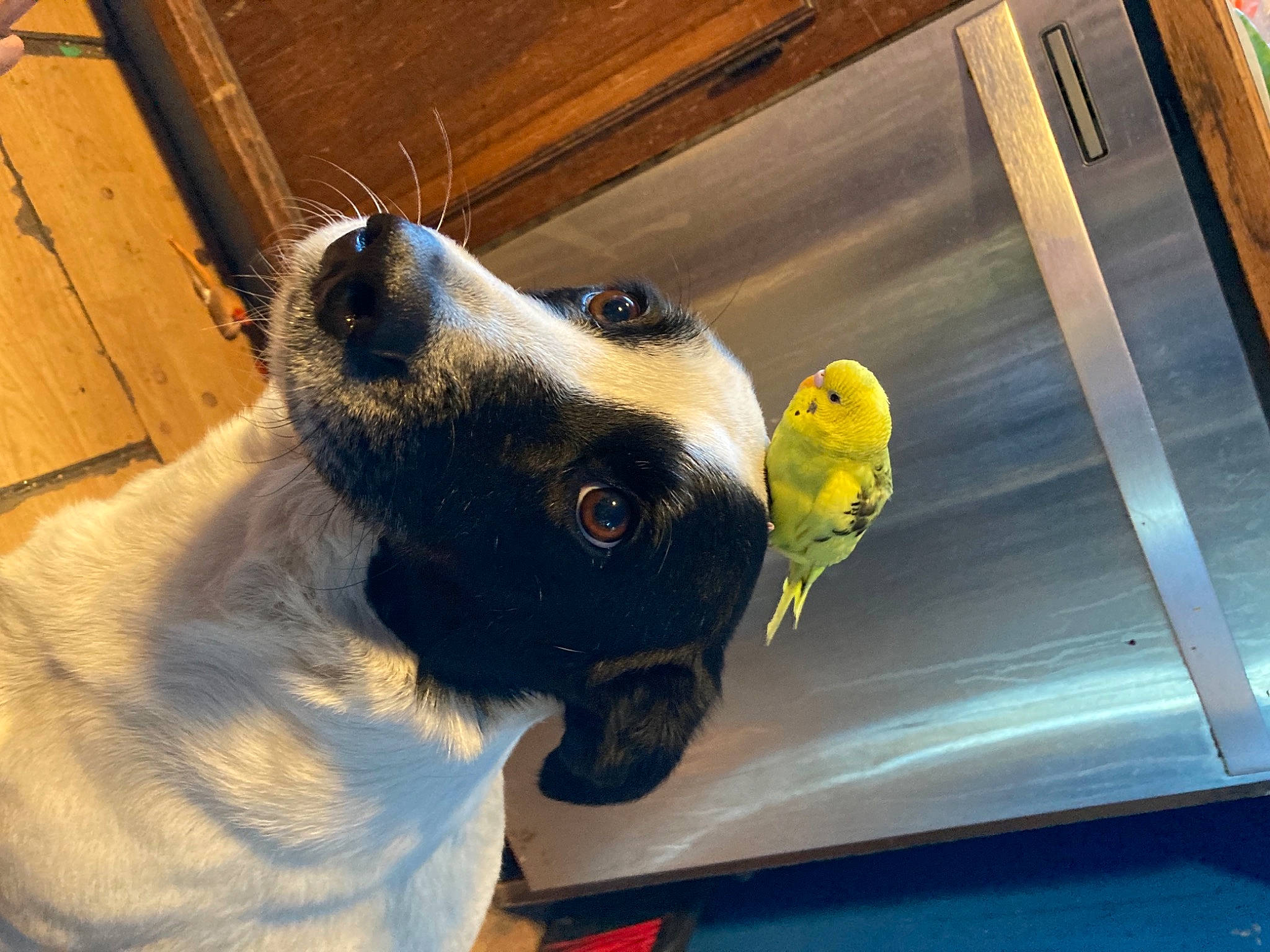 Princess joined the competition — help win amazing prizes! automotive_exterior, automotive_lighting, carnivore, collar, companion_dog, dog, dog_breed, dog_collar, fawn, fur, hood, motor_vehicle, pet_supply, snout, sporting_group, vehicle_door, whiskers, windshield, wood, working_animal