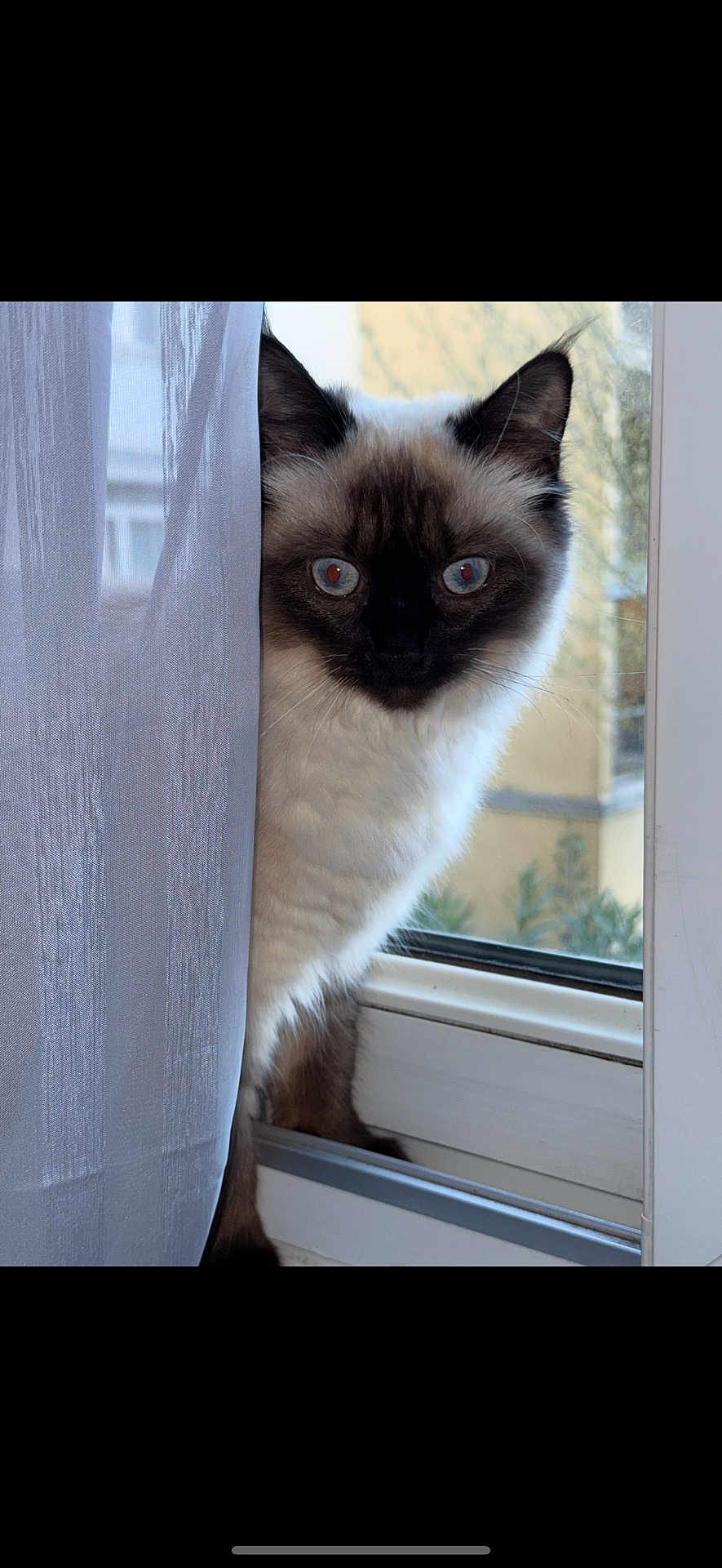 Yuka participe au concours pour gagner de l'argent avec cette photo : cat, fluffy, curtain, window, blue_eyes, indoor, pet, animal, fur, face, whiskers, ears, curious, looking, light, daylight, home, domestic, cute, portrait