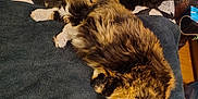 Firefly is registered to the contest to win money with this photo: cat, sleeping, bed, blanket, fur, calico_cat, black_cat, pet, indoor, cozy, resting, animal, cute, domestic_cat, feline, two_animals, quiet, relaxation, soft, nap