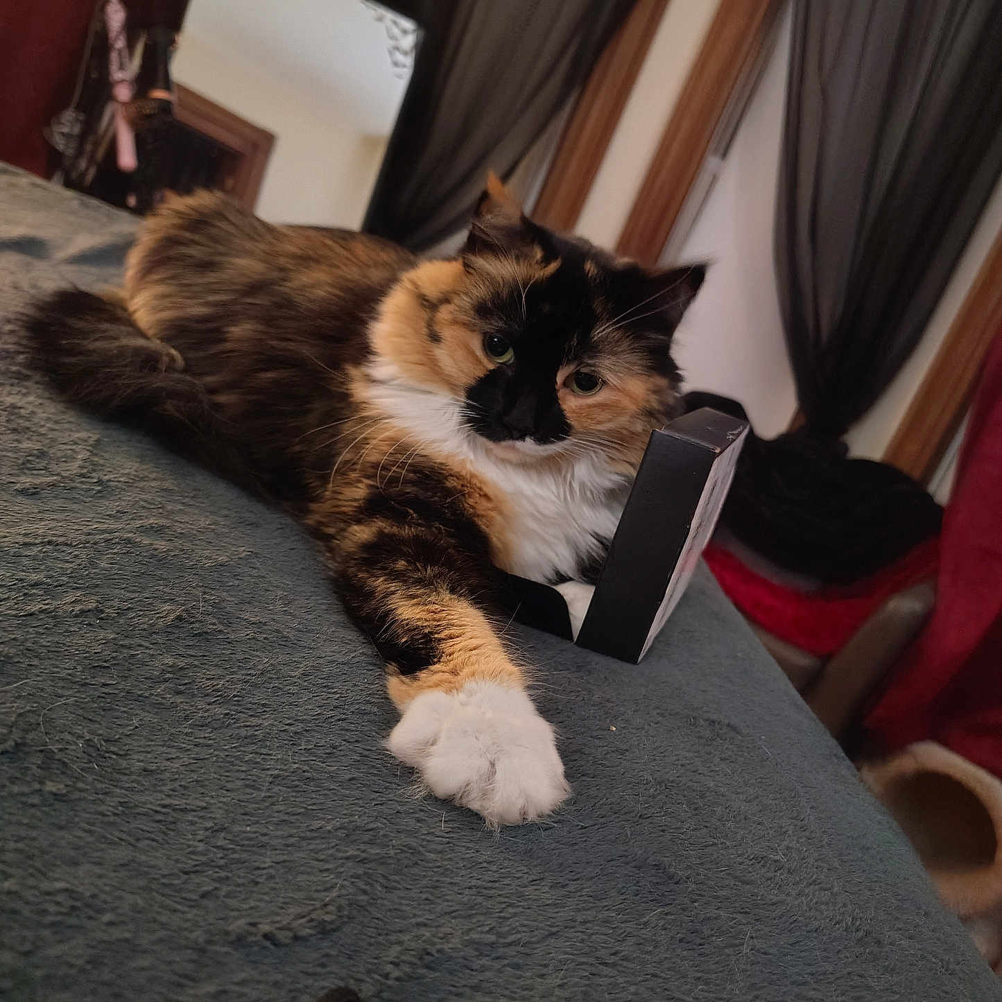 Firefly joined the competition — help win amazing prizes! animal, bed, black_box, blanket, calico, cat, cozy, curtain, domestic, feline, fluffy, fur, indoor, mirror, paw, pet, portrait, relaxed, resting, window