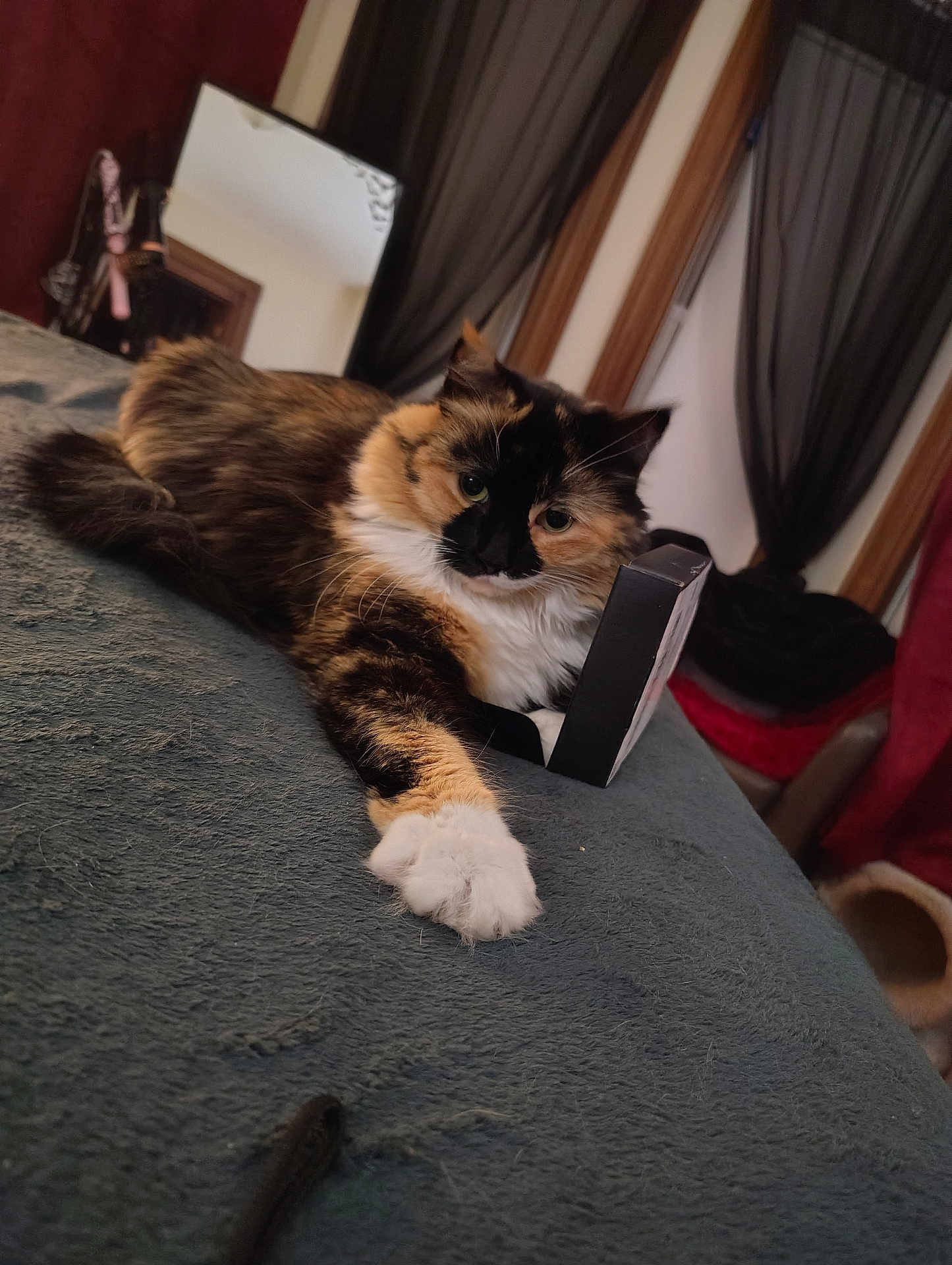 Firefly joined the competition — help win amazing prizes! cat, calico, fluffy, paw, blanket, bed, mirror, curtain, indoor, feline, relaxed, pet, animal, cozy, black_box, window, fur, resting, domestic, portrait