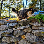 Firefly is registered to the contest to win money with this photo: cat, calico_cat, stone_wall, outdoor, nature, trees, sunlight, autumn, car, rocks, greenery, pet, animal, fur, daylight, walking, parked_car, shadow, leaves, garden