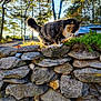 cat, calico_cat, stone_wall, outdoor, nature, trees, sunlight, autumn, car, rocks, greenery, pet, animal, fur, daylight, walking, parked_car, shadow, leaves, garden