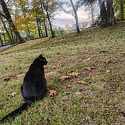 Onyx joined the competition — help win amazing prizes! black_cat, cat, animal, grass, autumn, fall_leaves, tree, trees, house, outdoor, nature, pet, mammal, sitting, daytime, scenery, leaf, field, park, landscape