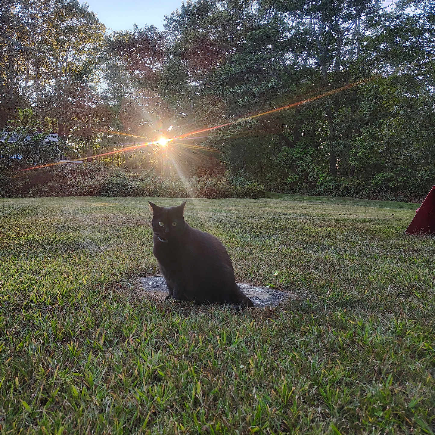 Onyx is registered to the contest to win money with this photo: black_cat, cat, grass, sunset, sunflare, trees, outdoor, nature, animal, pet, greenery, sky, evening, wildlife, field, solitude, calm, sunlight, shadow, landscape