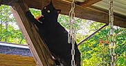 Onyx joined the competition — help win amazing prizes! black_cat, cat, climbing, wooden_beam, chains, outdoor, porch, fence, lantern, greenery, trees, sunlight, yard, animal, pet, alert, daylight, rustic, nature, wood