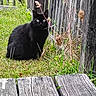 Onyx joined the competition — help win amazing prizes! black_cat, cat, grass, wooden_fence, wooden_deck, outdoor, nature, plants, dried_plants, animal, pet, sitting, greenery, fence, daylight, closeup, curious, mammal, eyes, fur