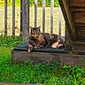animal, cat, daylight, fence, grass, greenery, looking, mammal, nature, outdoor, peaceful, pet, relaxing, resting, step, sunlight, tabby_cat, wood, wooden_porch, yard