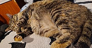 Tumbalina is registered to the contest to win money with this photo: animal, blanket, cat, closeup, cozy, cute, feline, fur, indoor, nap, pattern, paw, pet, relaxed, resting, sleeping, striped, tabby, tail, whiskers