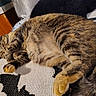 animal, blanket, cat, closeup, cozy, cute, feline, fur, indoor, nap, pattern, paw, pet, relaxed, resting, sleeping, striped, tabby, tail, whiskers