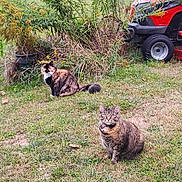 Tumbalina joined the competition — help win amazing prizes! animal, calico_cat, cat, curious, daylight, domestic_animal, foliage, garden, grass, greenery, lawnmower, mammal, nature, outdoor, pet, plants, sitting, tabby_cat, two_cats, yard