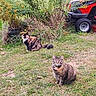 animal, calico_cat, cat, curious, daylight, domestic_animal, foliage, garden, grass, greenery, lawnmower, mammal, nature, outdoor, pet, plants, sitting, tabby_cat, two_cats, yard